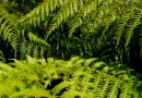 Bosque