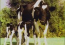 Revista Holstein Chile N°56 Abril 1996