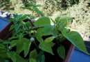DSC00156