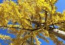 arbol2ML
