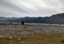 Azulillos a la entrada de Los Choros