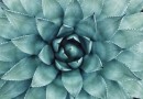 Botanical Garden, photo by Erol Ahmed