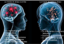 Los circuitos neuronales