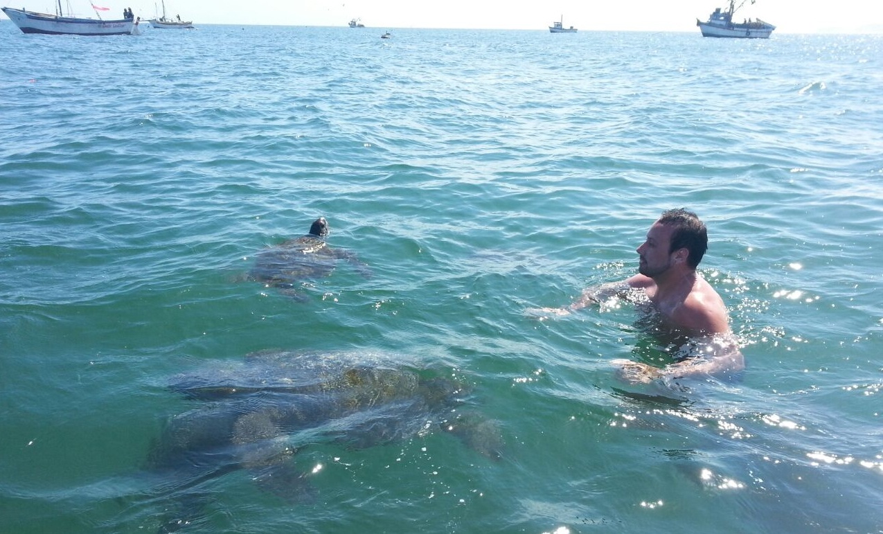 Nadar con tortugas