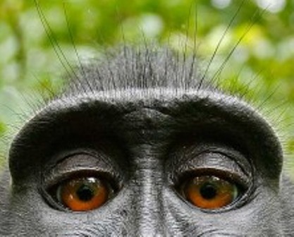 La selfie del mono y el derecho de autor