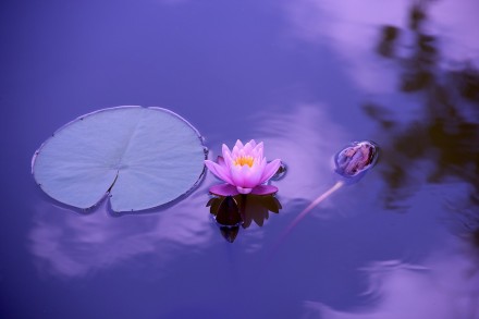 Lotus. Fotografia de Devanath