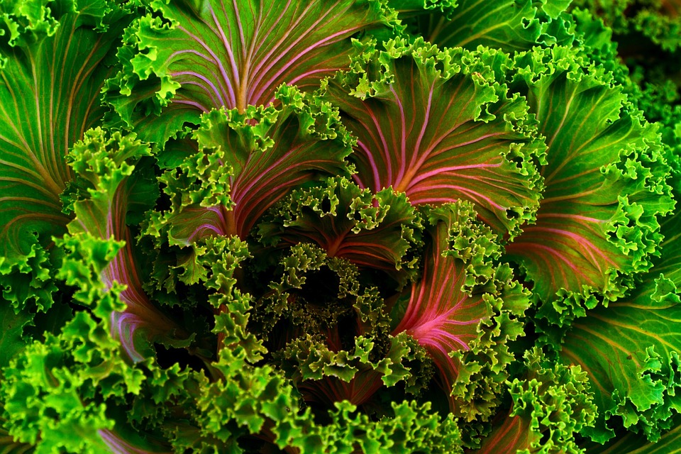 Resultado de imagen de verdura kale origen