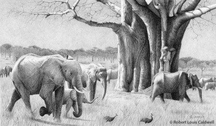 Thirty-Three (African elephants), autor Robert Louis Caldwell