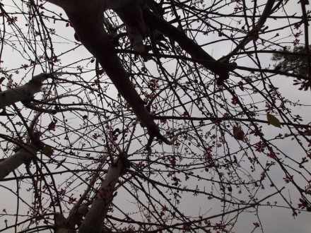 Manzano en invierno. Fotografía de Mauricio Tolosa