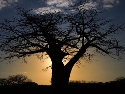 Baobab. Fotografía de Danie Bester