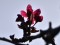Una flor del manzano japonés