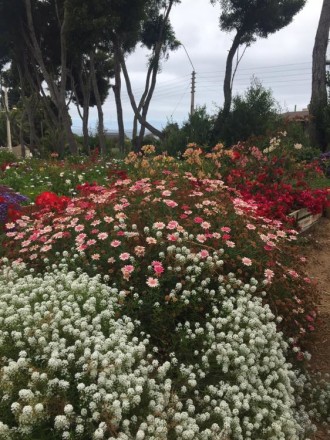 Gracias al esfuerzo comunitario, la Plaza de Mirasol se llenó de flores. 
