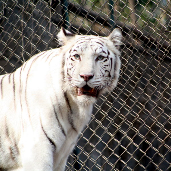 El despertar de los tigres blancos