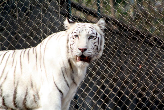 El despertar de los tigres blancos