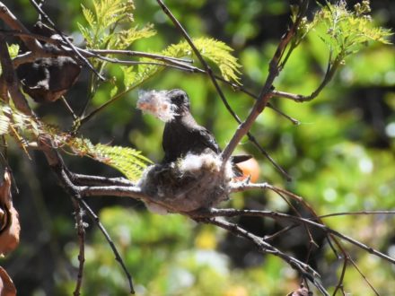 El colibrí gigante haciendo su nido